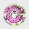 A petri dish with the letter 'C' presented in fluorescent green and pink bacteria