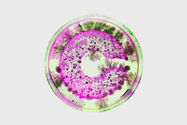 A petri dish with the letter 'C' presented in fluorescent green and pink bacteria