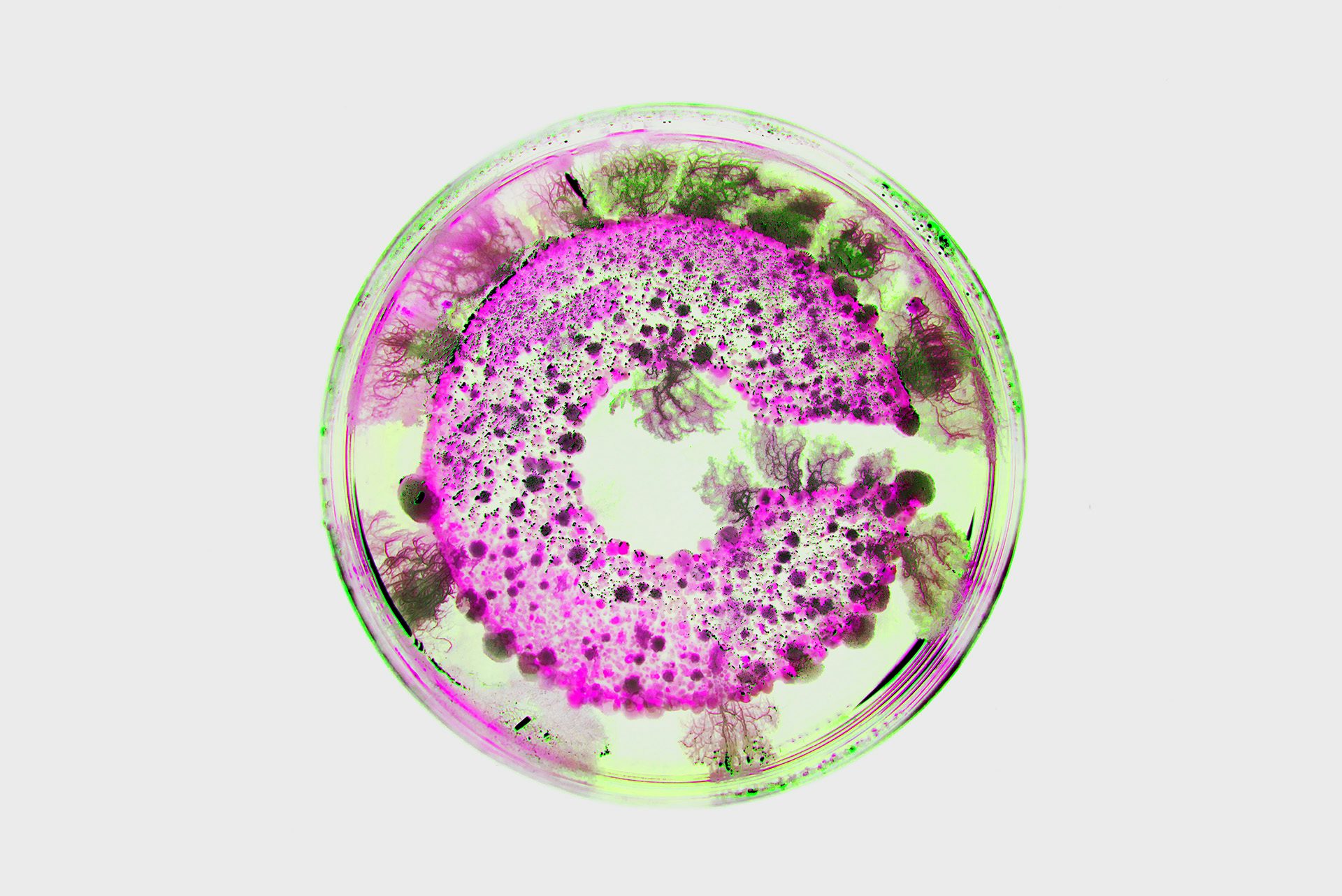 A petri dish with the letter 'C' presented in fluorescent green and pink bacteria