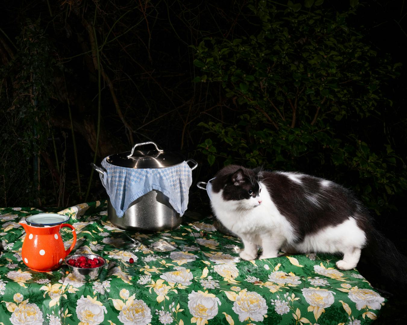 A black and white cat sat on top of a garden table covered in a green and white floral tablecloth, a cooking pot and a red jug