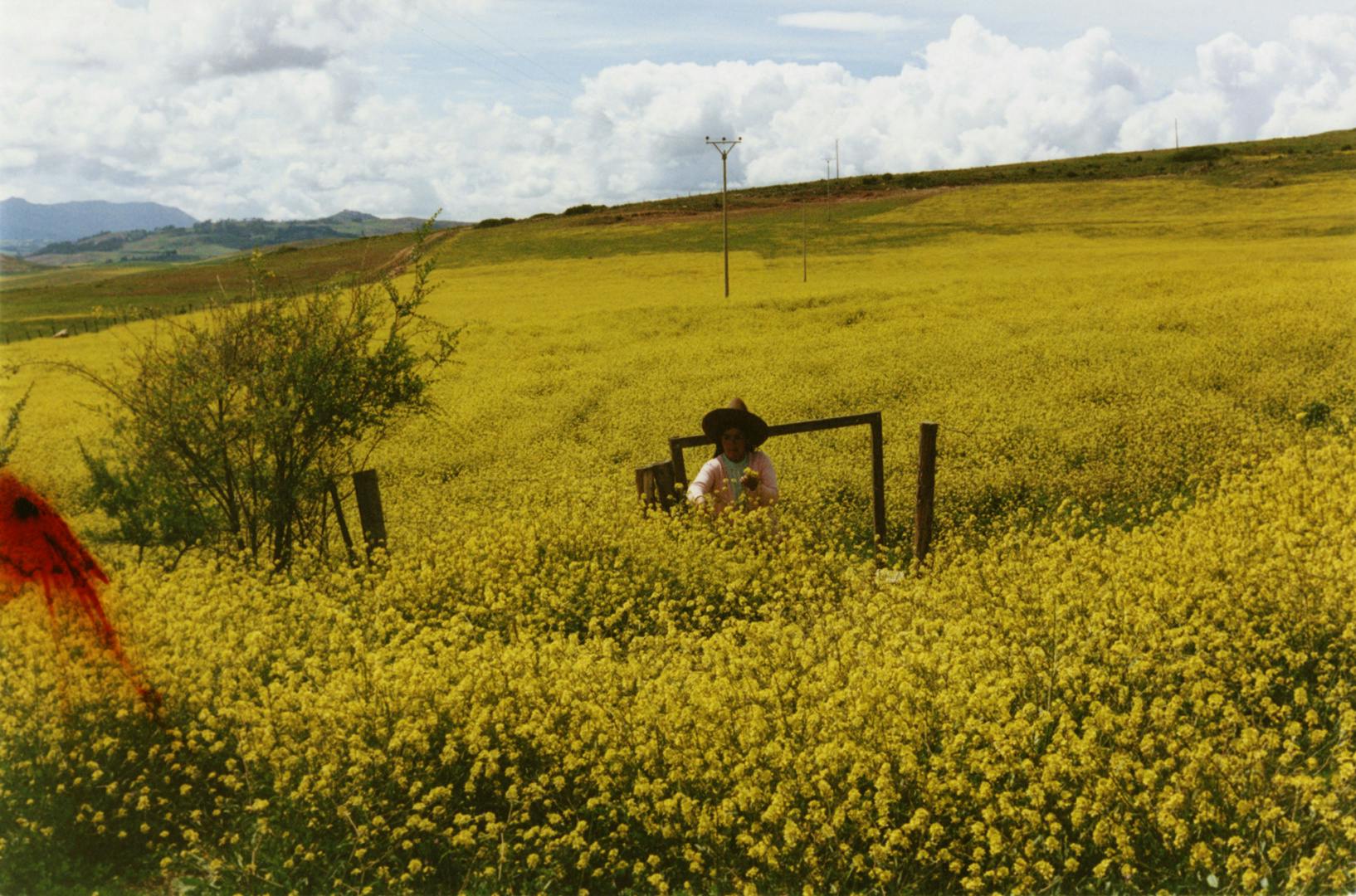 Photo by Ana Margarita Flores of a person wearing headdress while standing in a landscape covered in tall yellow flowers