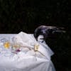 A raven perched on the edge of a table covered in a white dishevelled tablecloth and empty wine glasses