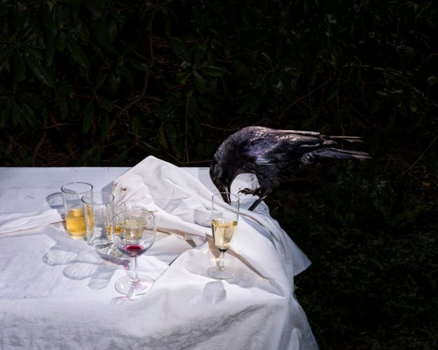 A raven perched on the edge of a table covered in a white dishevelled tablecloth and empty wine glasses