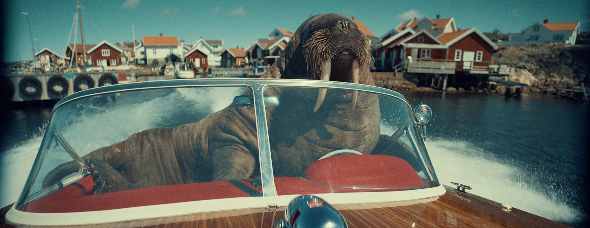 Still from Virgin Media O2 ad featuring a walrus driving a boat