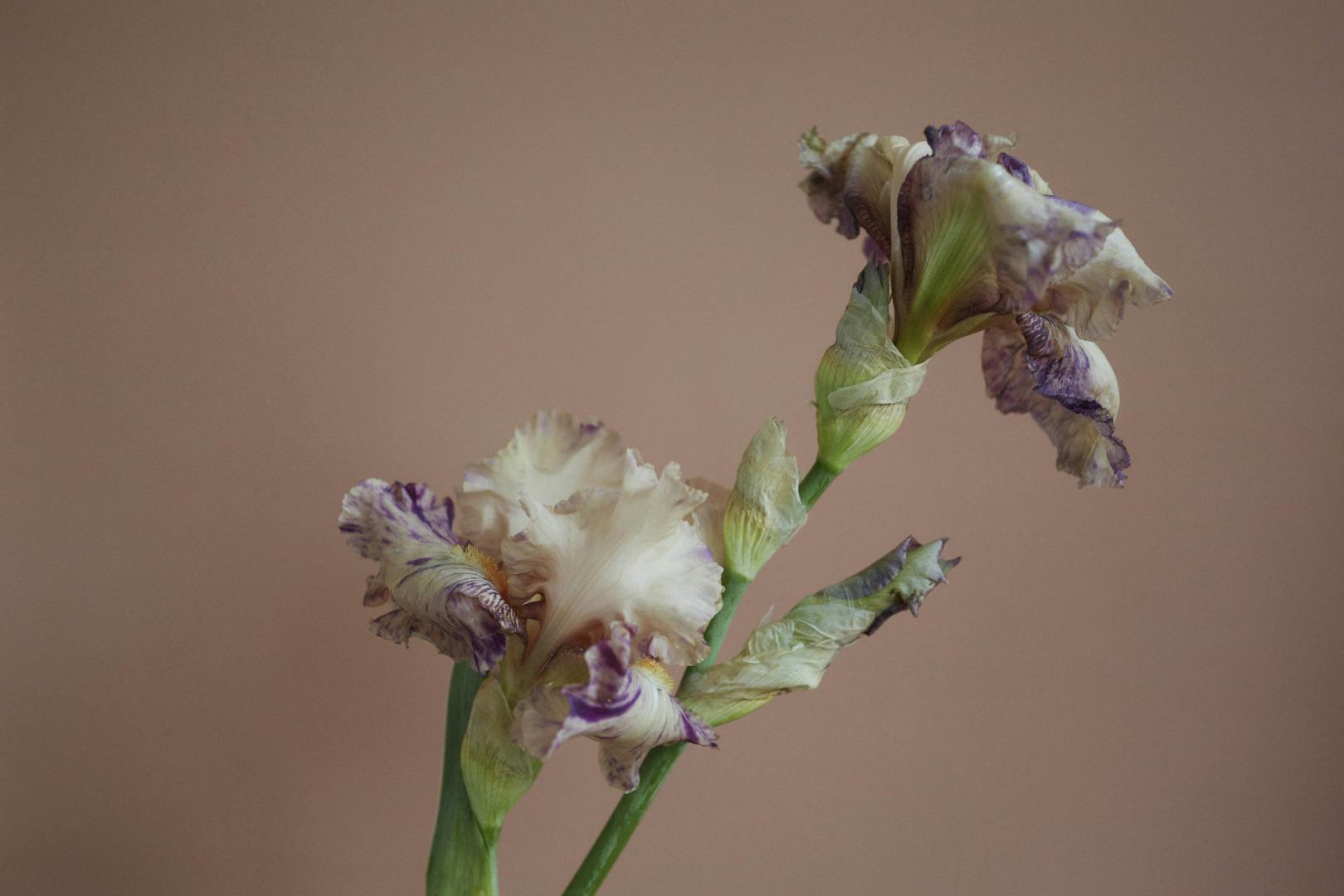 Ffern flowers