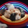 A group of guinea pigs sat on a colourful seat in a studio with an eye-shaped light behind them in the style of the Big Brother diary room