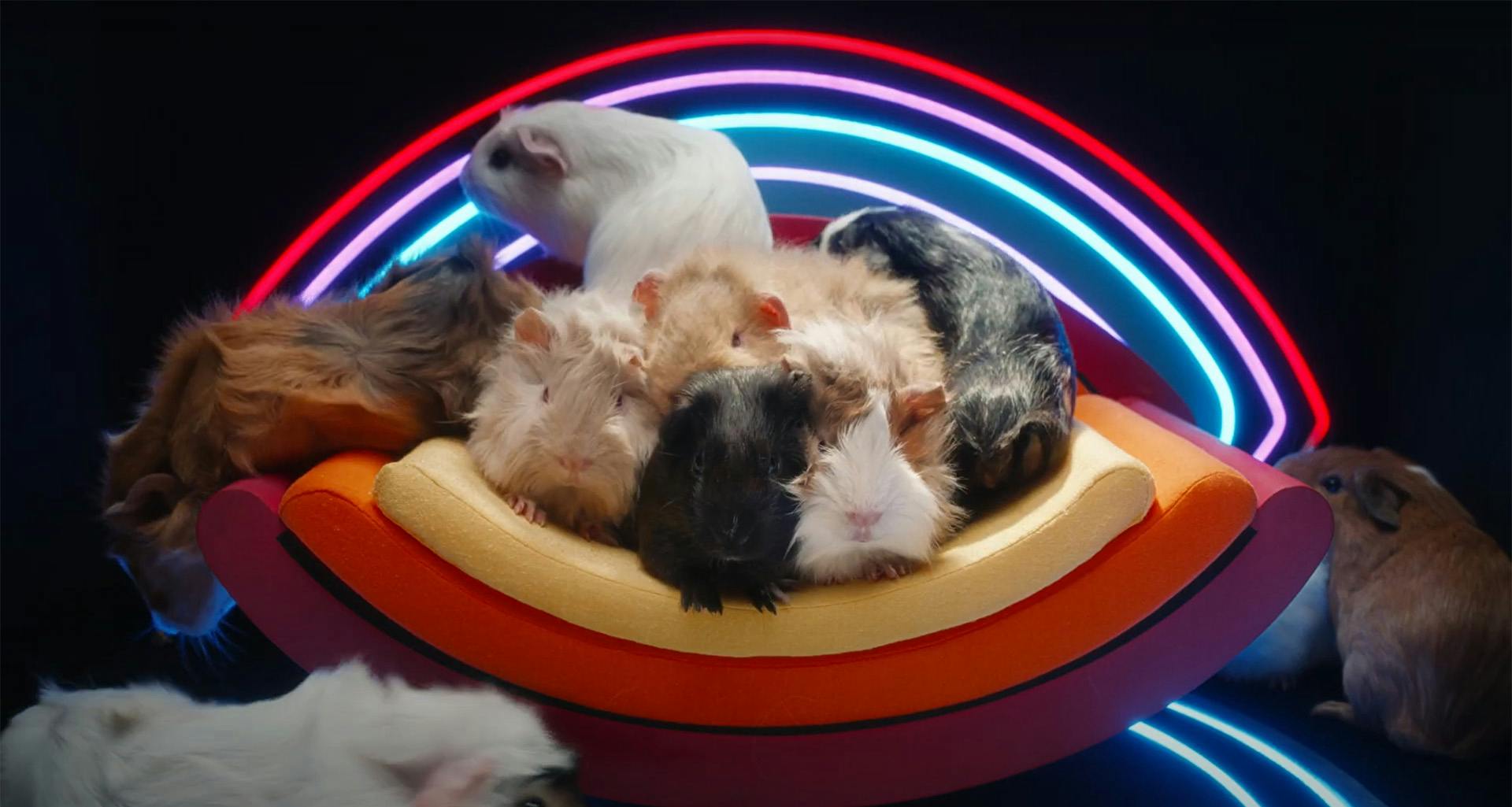 A group of guinea pigs sat on a colourful seat in a studio with an eye-shaped light behind them in the style of the Big Brother diary room