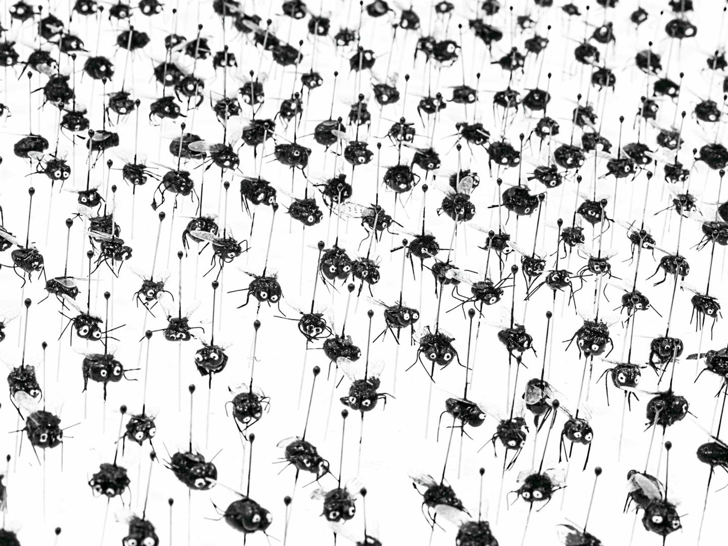 A collection of cartoonish fly insects skewered with pins and arranged standing up on a white surface