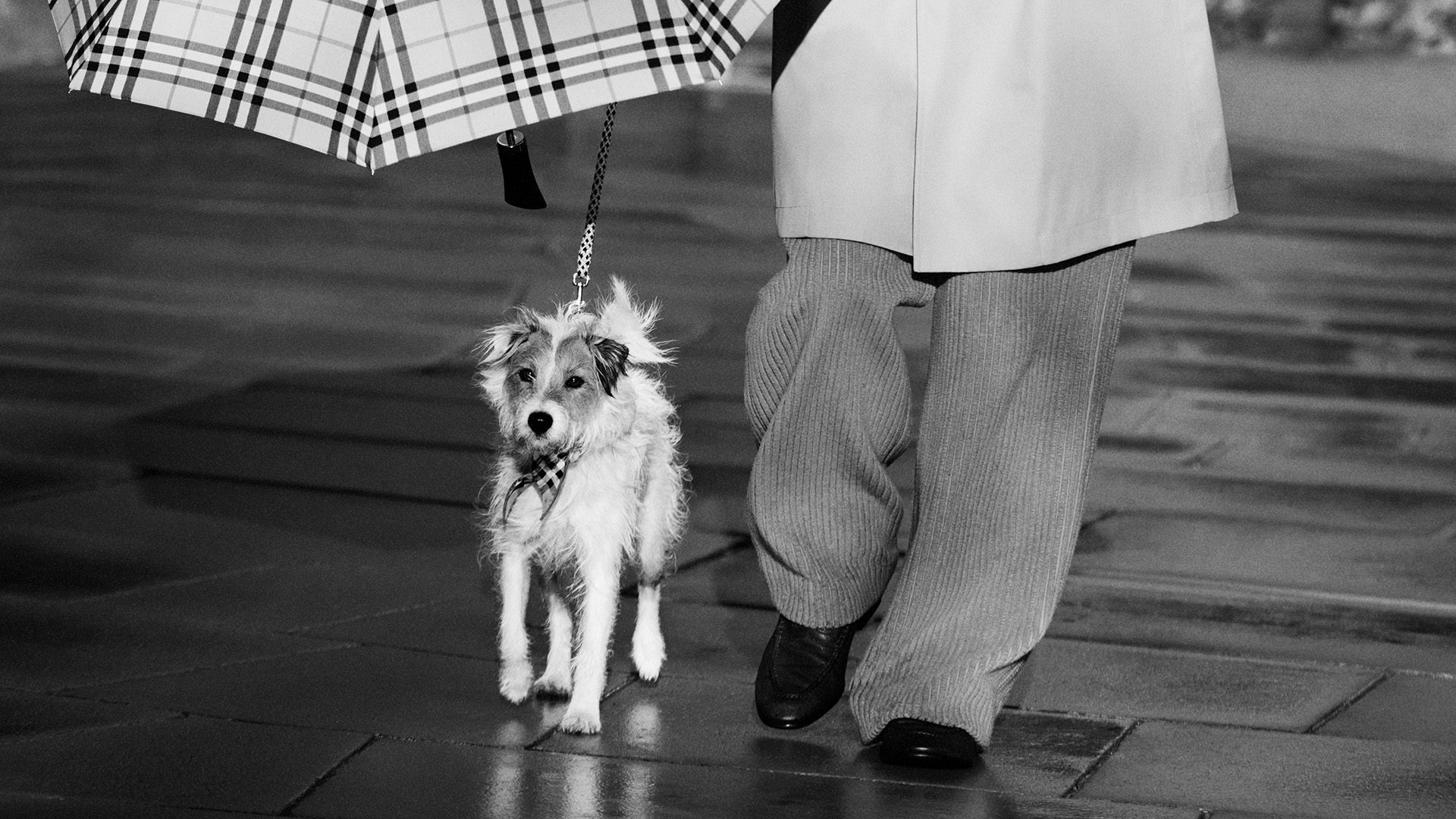 Black and white still from Burberry's London in Love campaign showing a a crop of a person's trouser legs alongside a jack russell dog