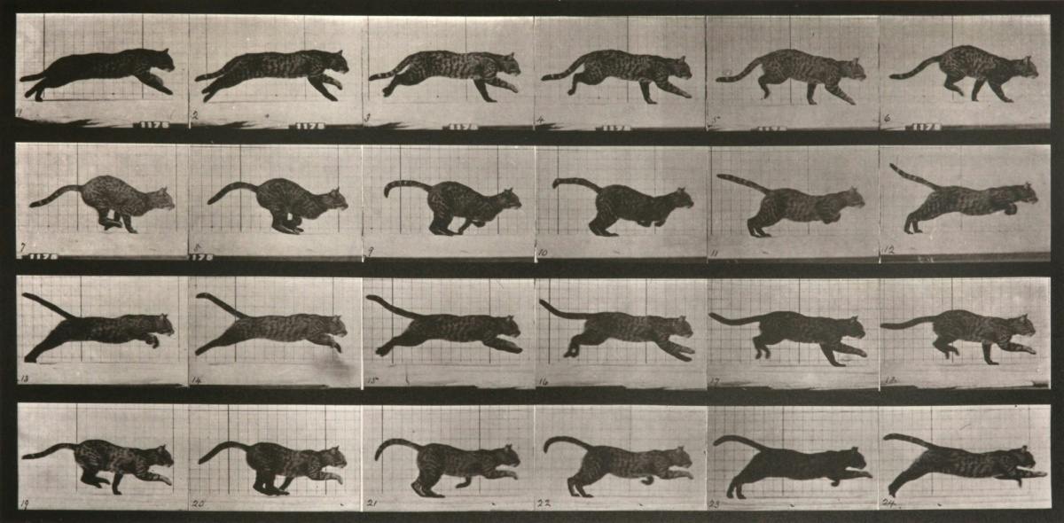 Eadweard Muybridge Animal Locomotion Exhibition