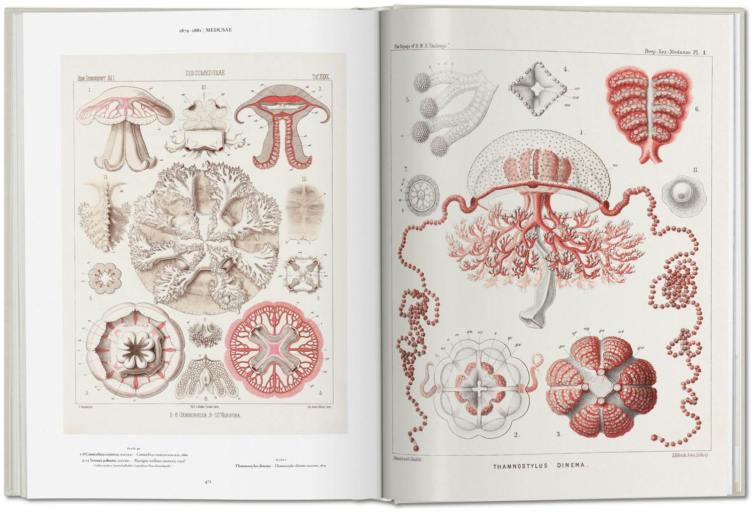 【新品】Ernst Haeckel / Taschen エルンスト・ヘッケル The Art and Science of Ernst Haeckel ⁄ Taschen エルンスト