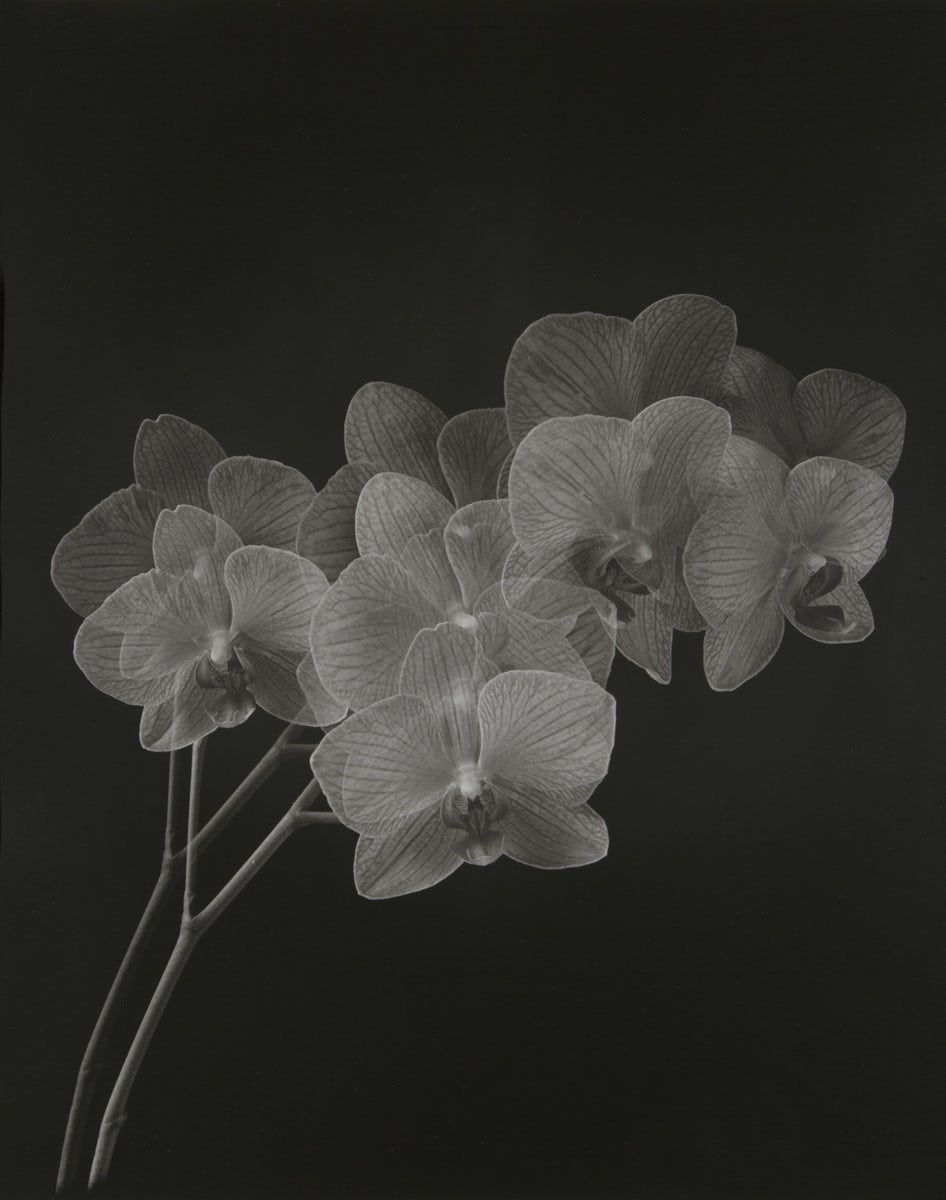 Paul Arden’s photography collection