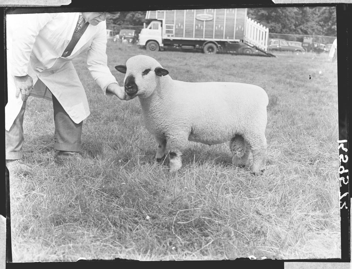2018 in review: the sheep that won the internet