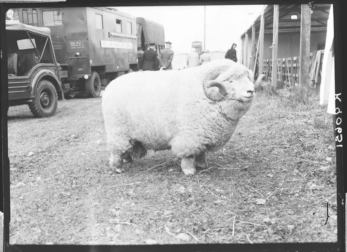 2018 in review: the sheep that won the internet