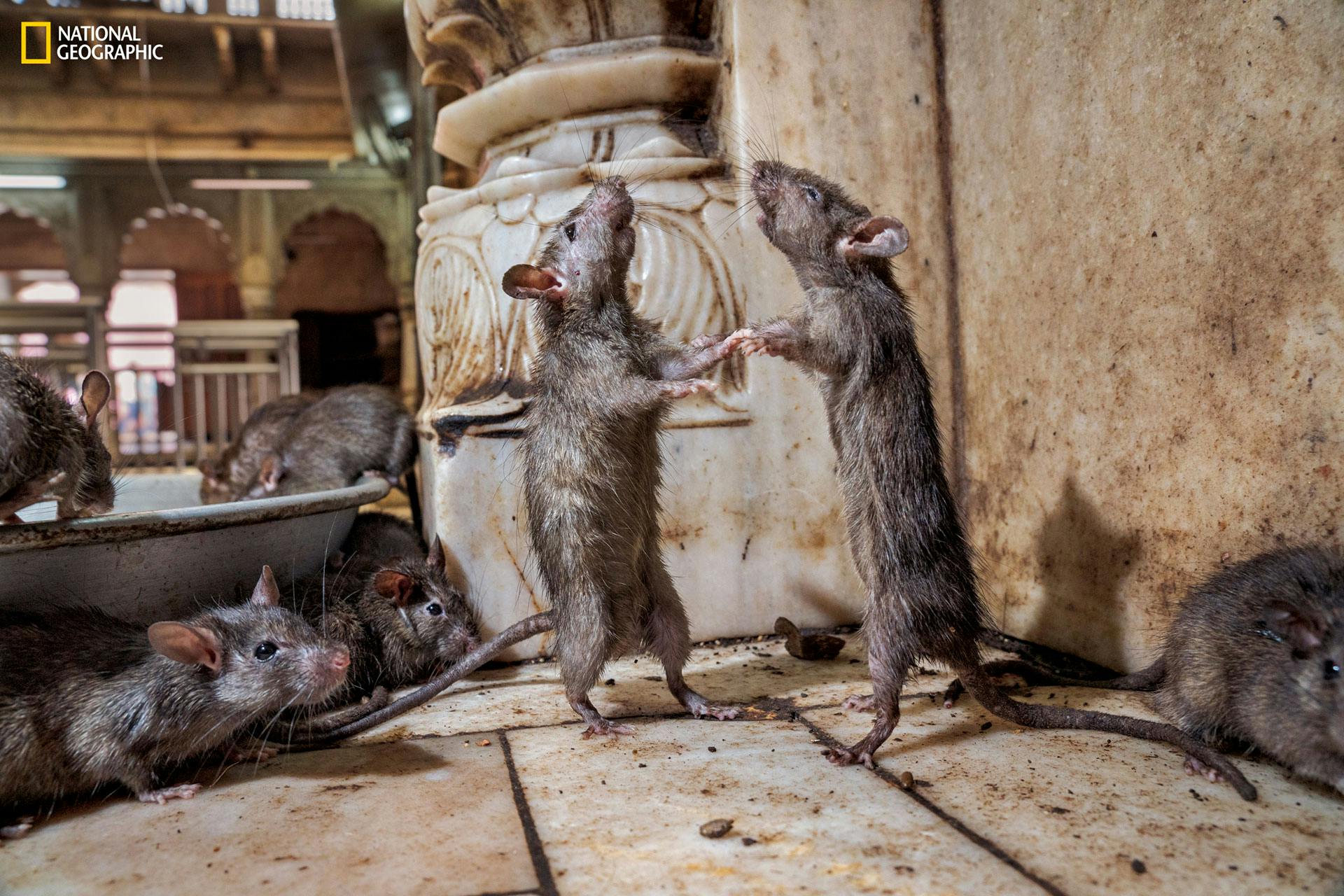 National Geographic on harnessing the power of social - Creative Review