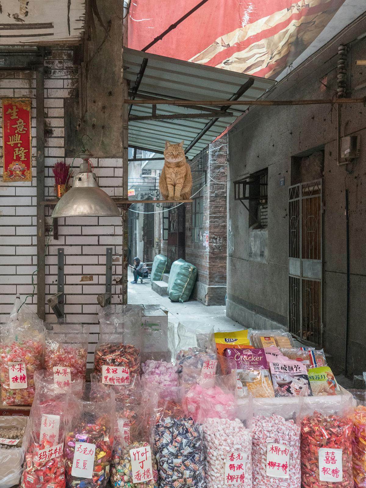 The shop cats of China get a starring role in new book