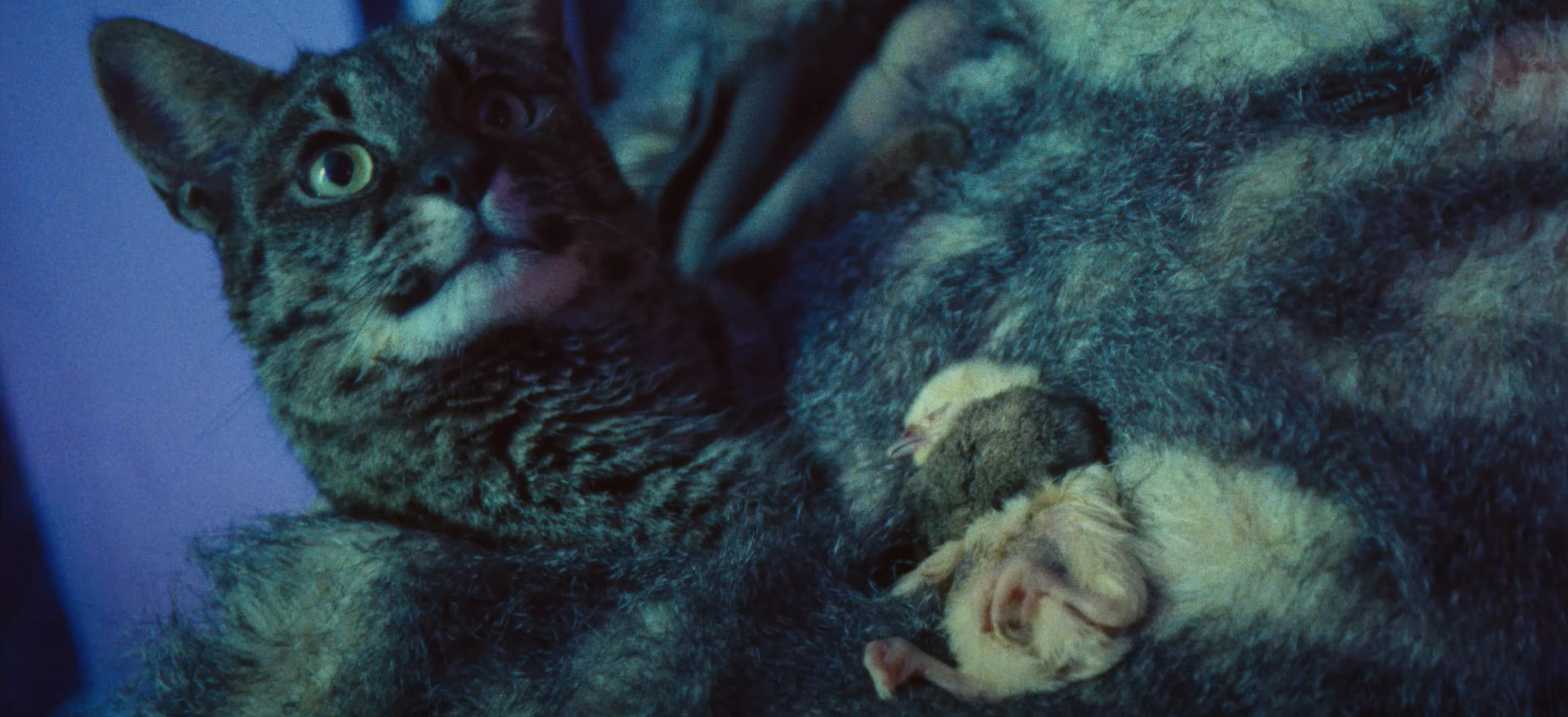 The best music videos of the year 2024