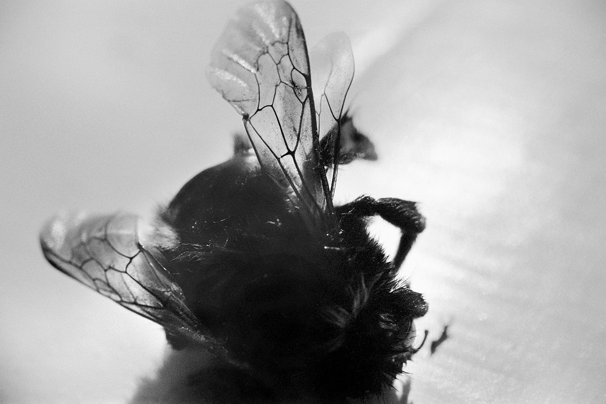 Black and white close up photo of a dead bee