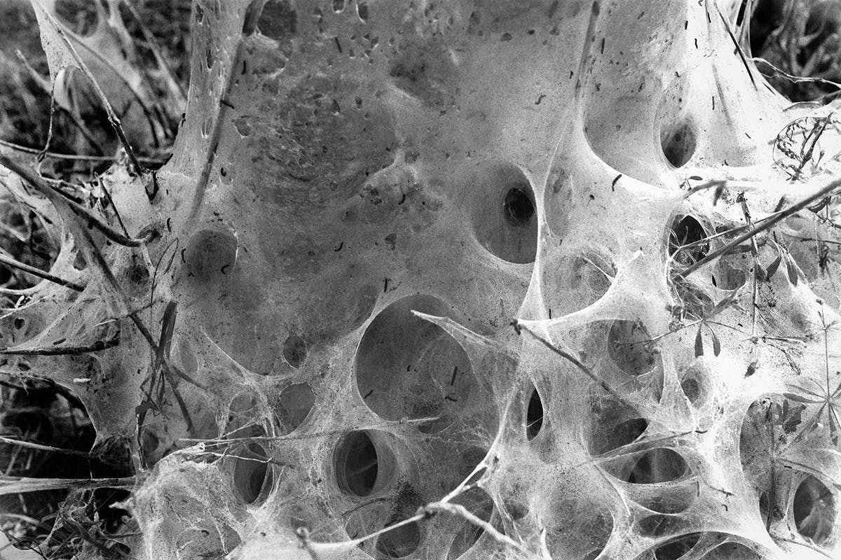 Black and white photo of dense cobwebs