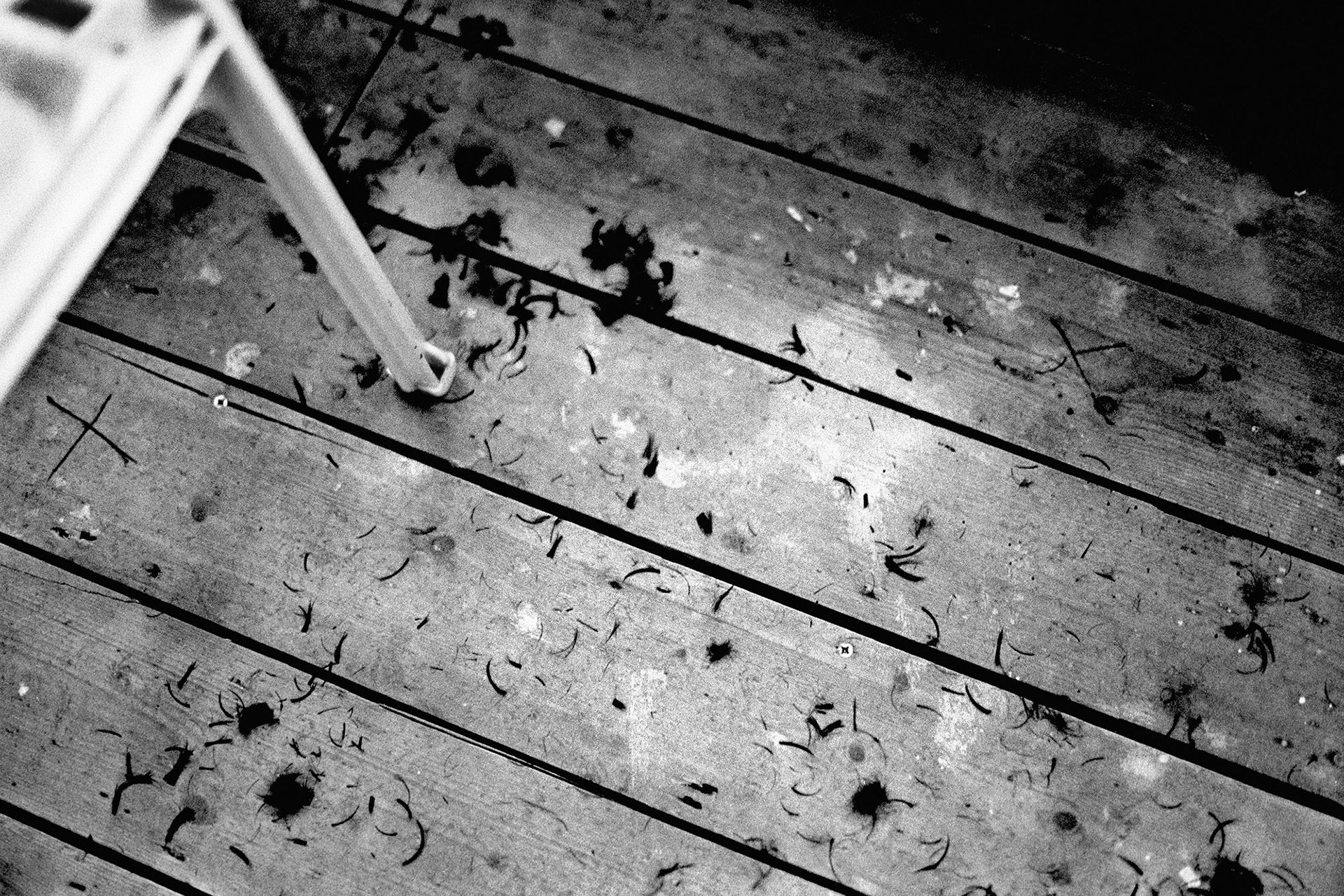 Black and white photo of hair trimmings on a wooden floor